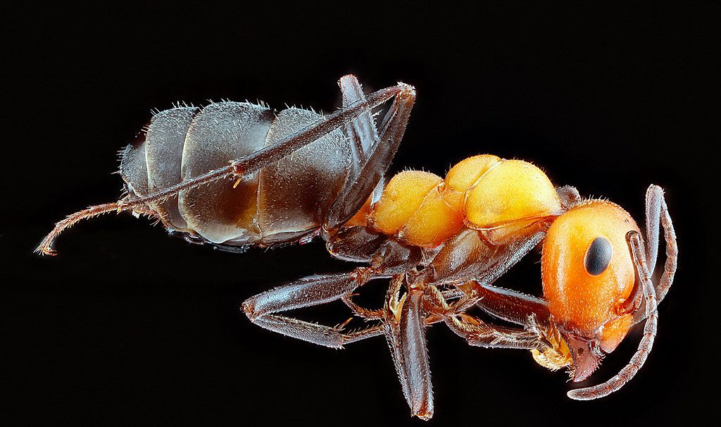 Ant Control service in Loveland, CO