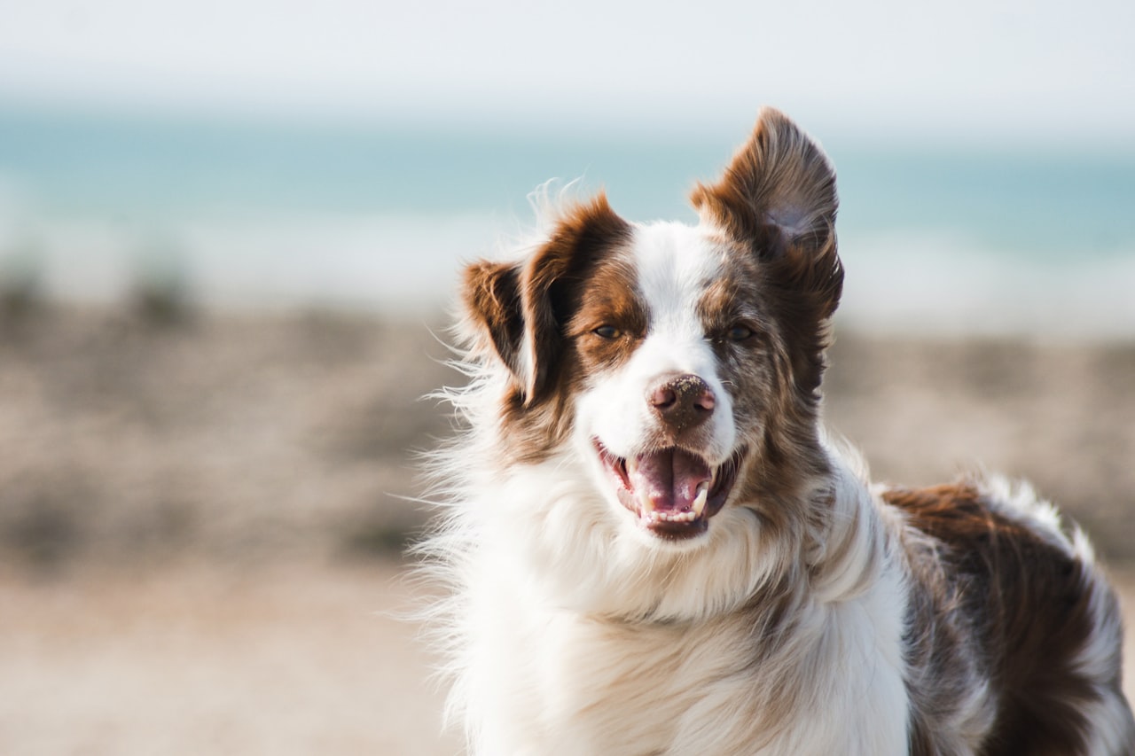 Flea & Tick Control service in Loveland, CO