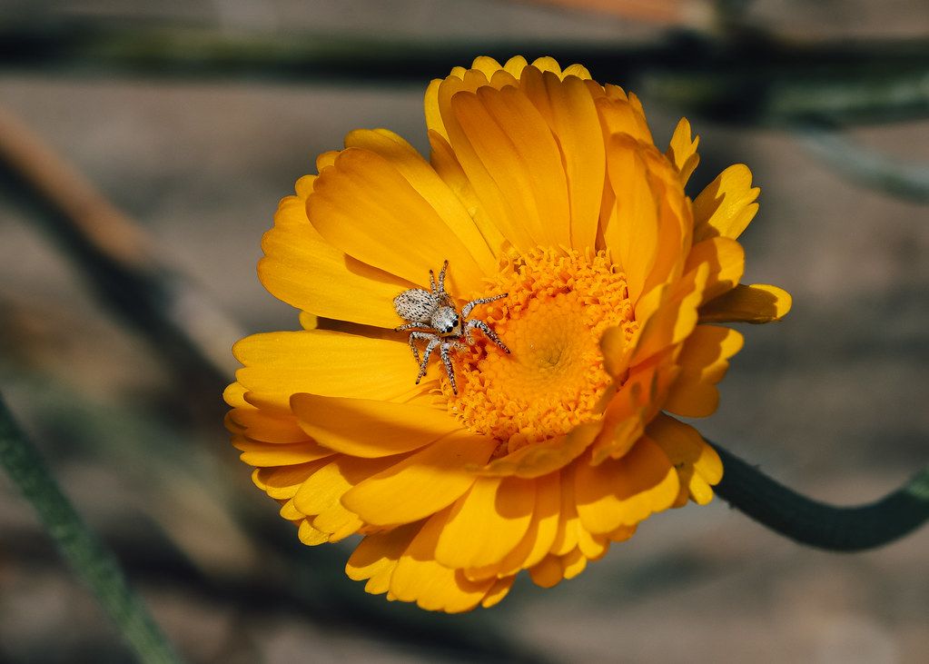 Spider Control service in Loveland, CO